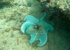 Octopus briareus