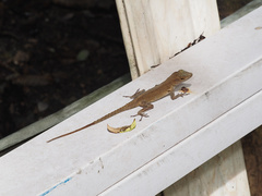 Anolis