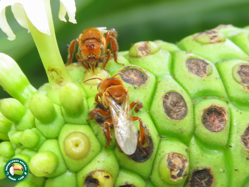 Dalla Torre's Stingless Bee