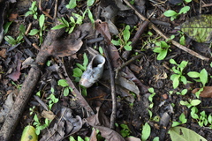 Sultana yatesi