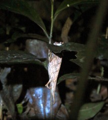 Brookesia superciliaris