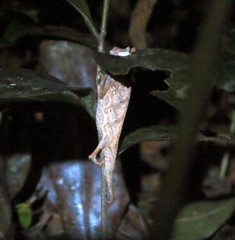 Brookesia superciliaris