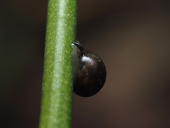 Gastropoda