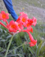 Cyrtanthus epiphyticus