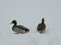 Anas platyrhynchos