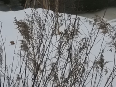 Artemisia vulgaris