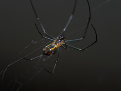 Leucauge regnyi
