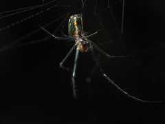 Leucauge regnyi