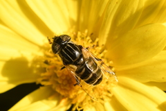 Eristalinus tarsalis