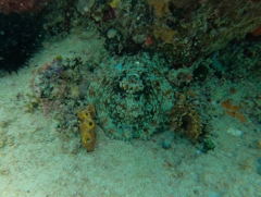 Octopus briareus