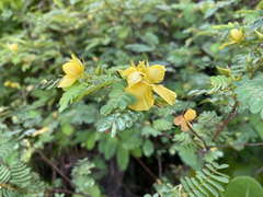 Chamaecrista glandulosa