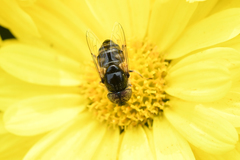 Eristalinus tarsalis