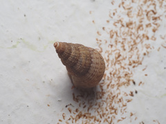 Chondropoma
