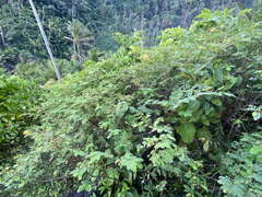 Chamaecrista glandulosa