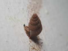 Chondropoma