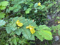 Chamaecrista glandulosa