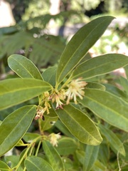 Sarcococca