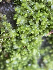 Mesoptychia bantriensis