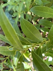 Sarcococca