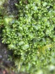 Mesoptychia bantriensis