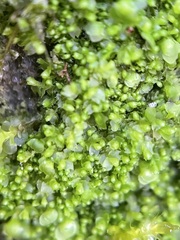 Mesoptychia bantriensis