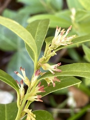 Sarcococca