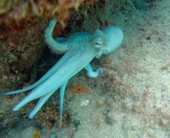 Octopus briareus
