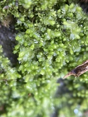 Mesoptychia bantriensis