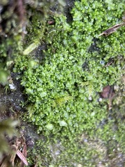 Mesoptychia bantriensis