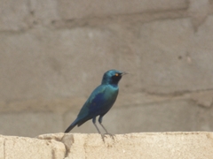 Lamprotornis chalybaeus