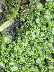 Mesoptychia bantriensis