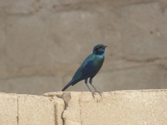 Lamprotornis chalybaeus