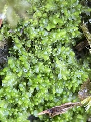 Mesoptychia bantriensis