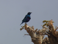 Lamprotornis chalybaeus