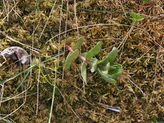 Hylotelephium telephium