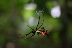 Micrathena schreibersi