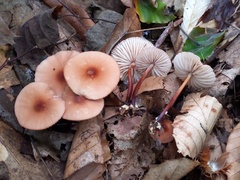 Marasmius cohaerens