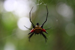 Micrathena schreibersi