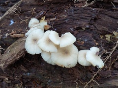 Clitocybula abundans