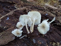 Clitocybula abundans