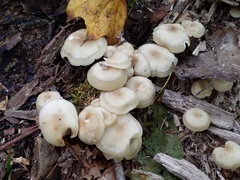 Lyophyllum multiforme