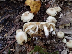 Lyophyllum multiforme