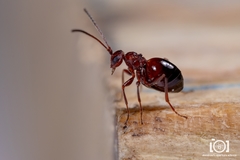 Zopheroteras