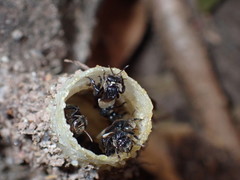 Tetragonilla collina