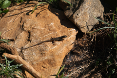 Psammodromus algirus