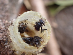 Tetragonilla collina