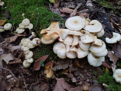 Lyophyllum multiforme