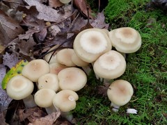 Lyophyllum multiforme