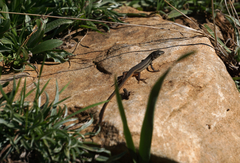 Psammodromus algirus