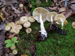 Lyophyllum multiforme